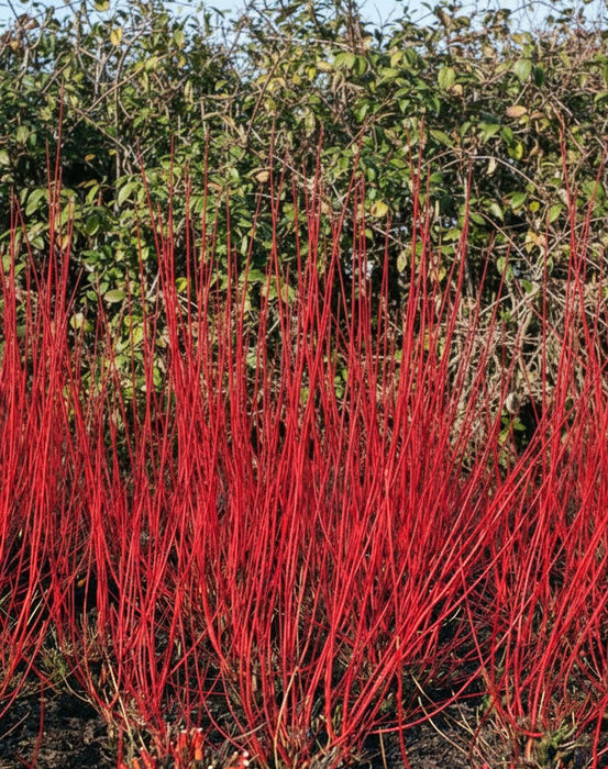 Rotholz-Hartriegel mit leuchtend roten, dünnen Zweigen vor grünem Laub im Hintergrund.