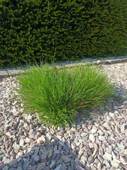 Grünes buschiges Bärenfellgras umgeben von weißen Steinen