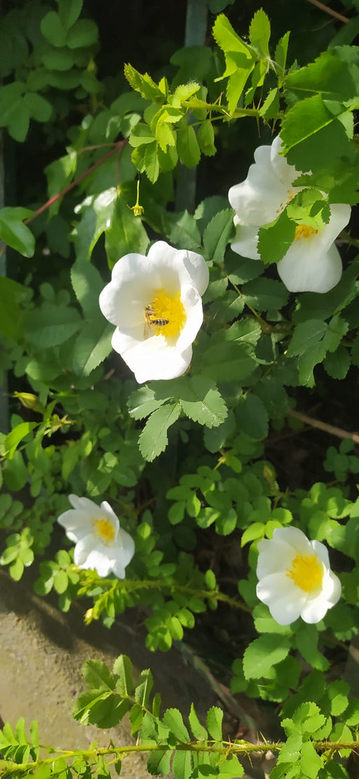 Biene sitzt auf einer weiße-gelben Blüte der Bibernellrose  im Sonnenlicht