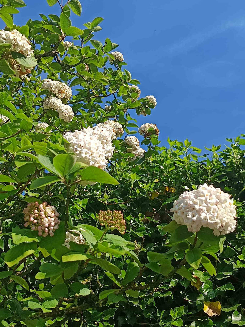 Hellgrüne Blätter und weiße Blütenbäller des gefüllten Schneeballs vor blauem Himmel