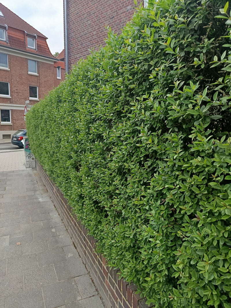 Dicht geschnittener, grüner Gemeiner Liguster als Hecke entlang eines Bürgersteigs vor Backsteingebäuden.