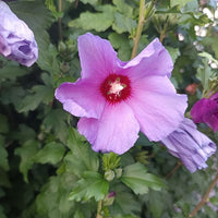 Hibiskus Woodbridge rot rosa Blüte in Nahaufnahme