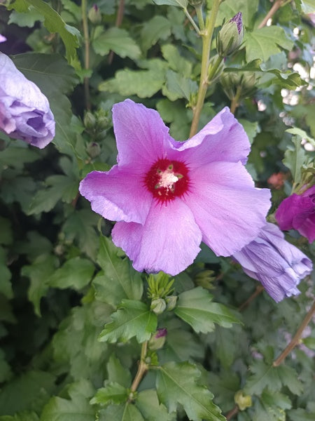 Hibiskus Woodbridge rot rosa Blüte in Nahaufnahme