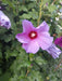 Hibiskus Woodbridge rot rosa Blüte in Nahaufnahme