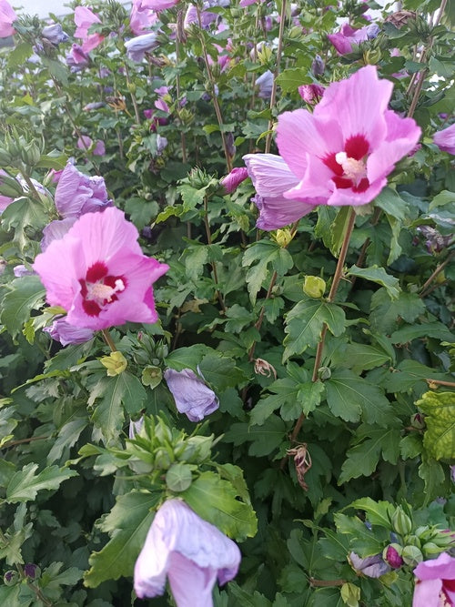 rosa-rote Blüten des ibiskus Woddbridge Strauchs in Nahaufnahme