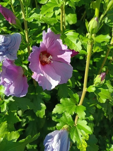 rosa Blüte vom Hibiskus Woodbridge in der Sonne mit hellgrünen Blättern