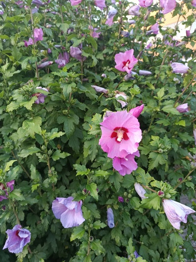 Hibiskus Woodbridge Strauch mit grünen Blättern und rosa Blüten