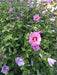 Hibiskus Woodbridge Strauch mit grünen Blättern und rosa Blüten