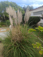 Pampasgras mit hellbräunen Blütenständen vor einem Haus in einer Gartenumgebung