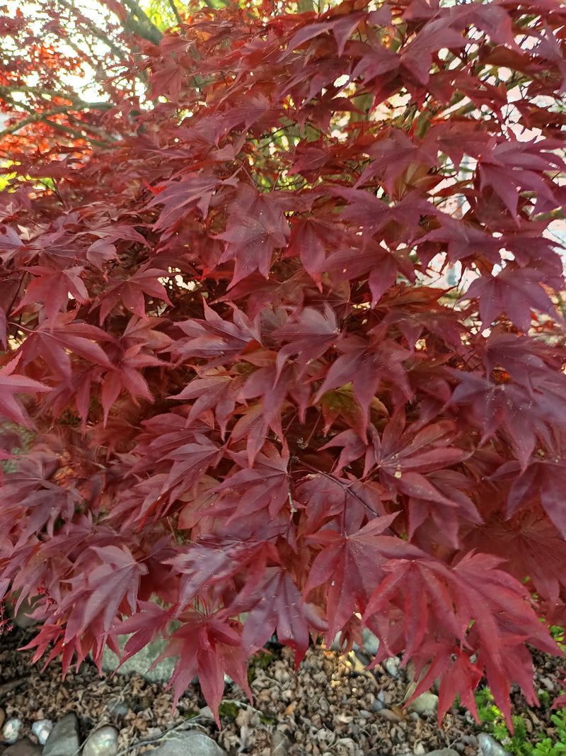 Roter Fächerahorn - Topf/Containerpflanzen