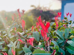 Rote Glanzmispel 'Red Robin' - Containerpflanzen