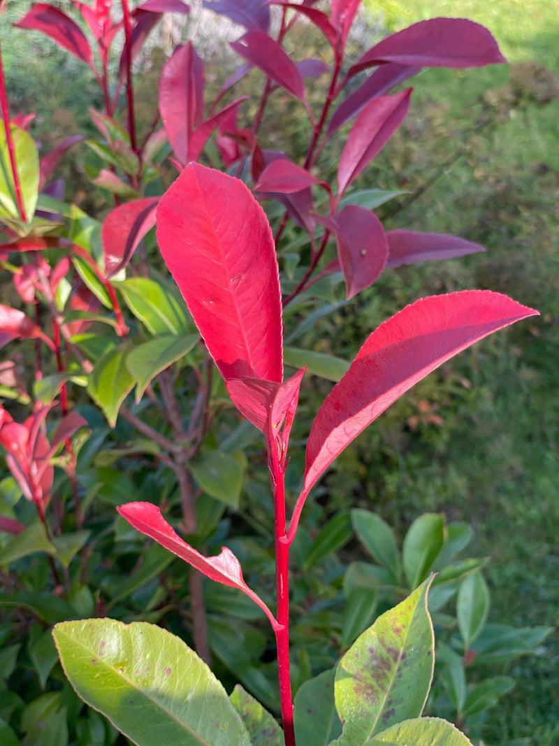 Rote Blätter der Glanzmispel in Nahaufnahme in einem Beet