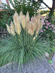Kleines Pampasgras vor einem Zaun und Büschen