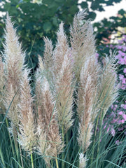 Beige Büten des kleinen Pampasgras in Nahaufnahme