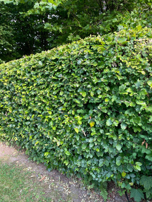 Rotbuche als Hecke - Wurzelware