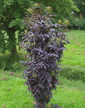 Rotlaubiger Säulen-Holunder Black Tower - Topf-/Containerpflanzen