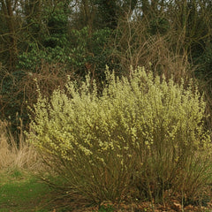 Männliche Salweide mit vielen gelblich-grünen Blüten an dünnen Zweigen vor kahlem Wald im Frühling.