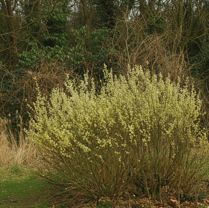 Männliche Salweide mit vielen gelblich-grünen Blüten an dünnen Zweigen vor kahlem Wald im Frühling.