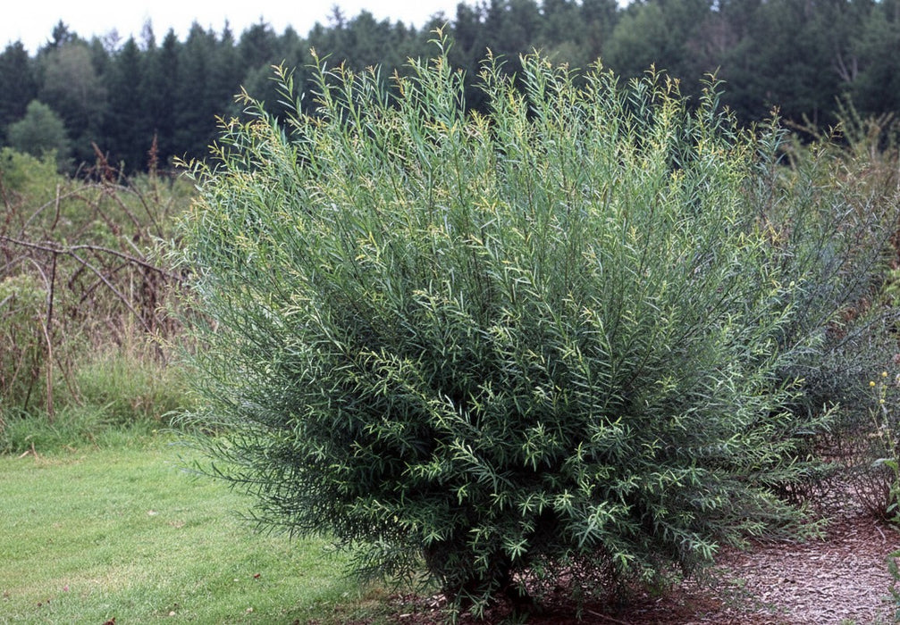Kugelweide 'Nana' als dichter, runder Strauch mit schmalen grünen Blättern in einer Wiese vor Waldkulisse.