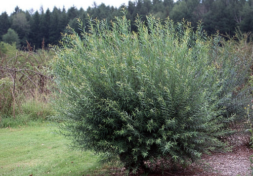 Kugelweide 'Nana' als dichter, runder Strauch mit schmalen grünen Blättern in einer Wiese vor Waldkulisse.