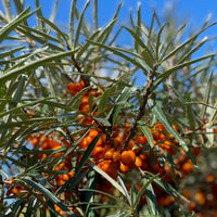 Sanddorn weiblich Leikora mit orangen Beeren und schmalen grünen Blättern vor blauem Himmel.