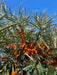 Sanddorn weiblich Leikora mit orangen Beeren und schmalen grünen Blättern vor blauem Himmel.