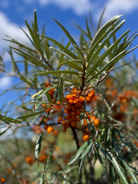 Sanddorn weiblich Hergo mit orangefarbenen Beeren und schmalen grünen Blättern vor blauem Himmel.