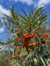 Sanddorn weiblich Hergo mit orangefarbenen Beeren und schmalen grünen Blättern vor blauem Himmel.