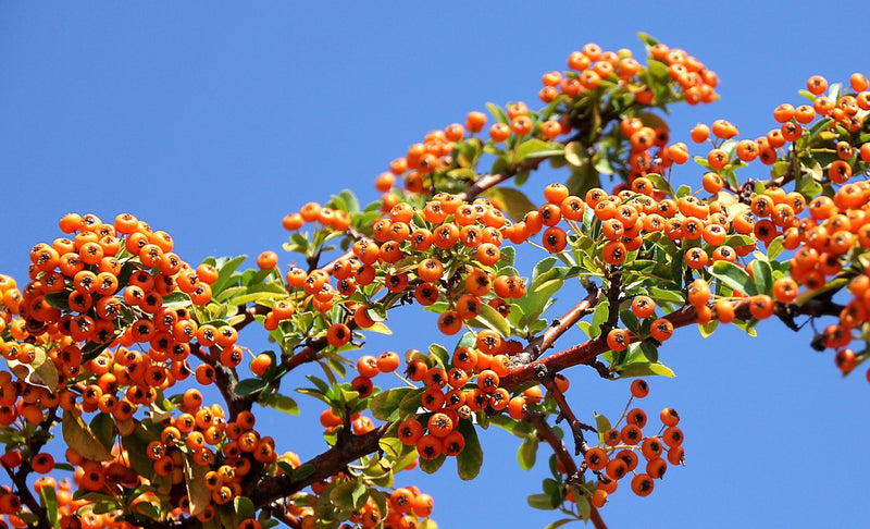 Sanddorn weiblich Hergo zeigt orange Beeren an grünen Zweigen vor klarem blauem Himmel.