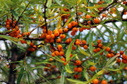 Sanddorn weiblich Leikora mit leuchtend orangefarbenen Beeren und schmalen grünen Blättern an Zweigen vor hellem Himmel.