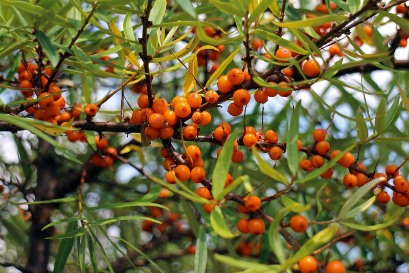 Sanddorn weiblich Leikora mit leuchtend orangefarbenen Beeren und schmalen grünen Blättern an Zweigen vor hellem Himmel.