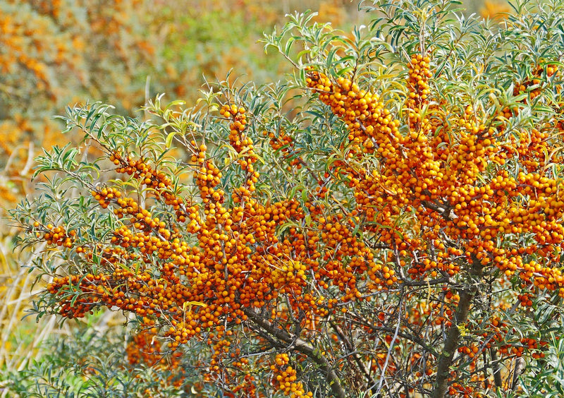 Sanddorn Orange Energy mit dicht an dicht wachsenden orangen Beeren an silbrig-grünen Blättern im Freiland.