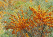 Sanddorn Orange Energy mit dicht an dicht wachsenden orangen Beeren an silbrig-grünen Blättern im Freiland.