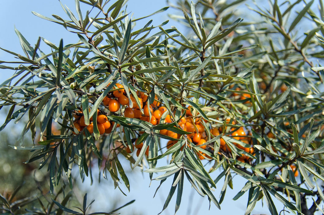 Sanddorn Orange Energy mit leuchtend orangefarbenen Beeren und schmalen grünen Blättern vor blauem Himmel.