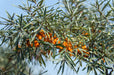 Sanddorn Orange Energy mit leuchtend orangefarbenen Beeren und schmalen grünen Blättern vor blauem Himmel.