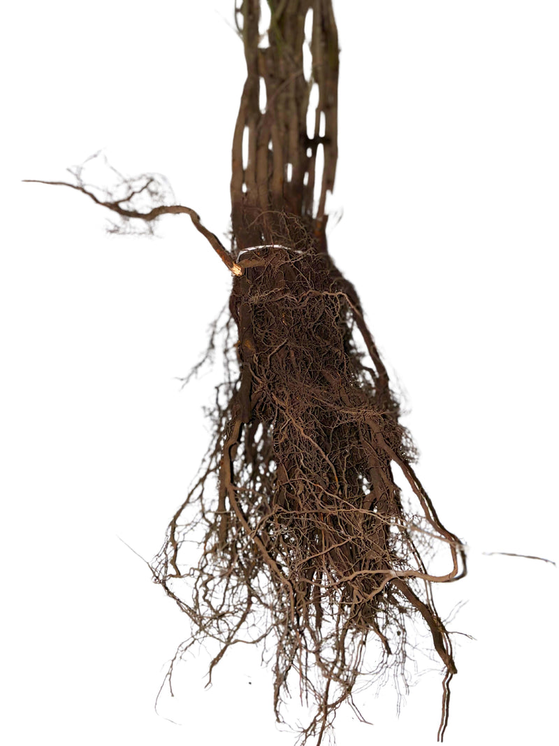 Wurzeln der Schlehe als Wurzelware