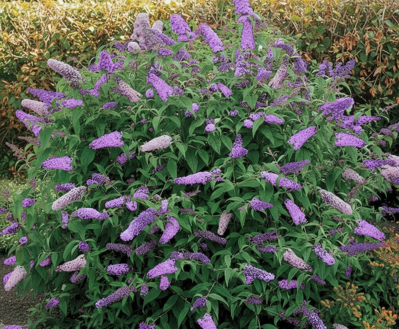 Schmetterlingsflieder Black Knight - Topf-/Containerpflanzen