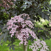 Schwarzer Holunder Black Beauty mit dunkelroten Blättern und zarten rosa Blütendolden vor grünem Hintergrund.