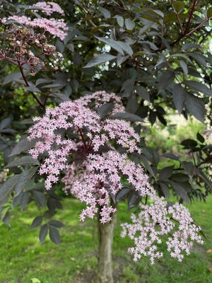 Schwarzer Holunder Black Beauty - Topf-/Containerpflanzen