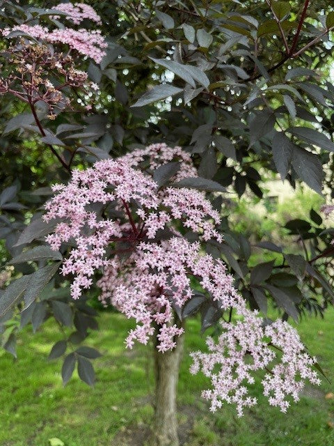 Schwarzer Holunder Black Beauty mit dunkelroten Blättern und zarten rosa Blütendolden vor grünem Hintergrund.