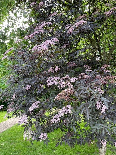 Schwarzer Holunder Black Beauty mit dunkelroten Blättern und zarten rosa Blütendolden in einem grünen Garten.