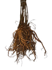 Schwarzer Holunder Wurzelware im Bund Wurzeln