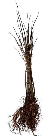 Bund Wurzelware Schwarzer Holunder