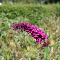 Sommerflieder Royal Red - Topf-/Containerpflanzen
