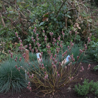 Rosa Kätzchenweide Mount Aso mit vielen rosa, samtigen Kätzchen in einem Garten vor grünem Hintergrund.