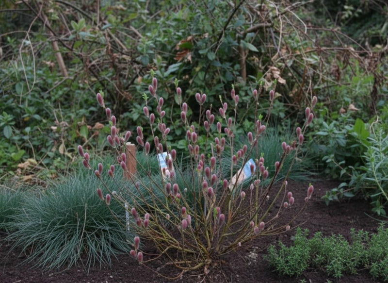 Rosa Kätzchenweide Mount Aso mit vielen rosa, samtigen Kätzchen in einem Garten vor grünem Hintergrund.