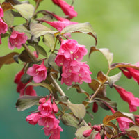 Weigelie All Summer Red mit leuchtend roten, glockenförmigen Blüten und grünen Blättern vor unscharf grünem Hintergrund.