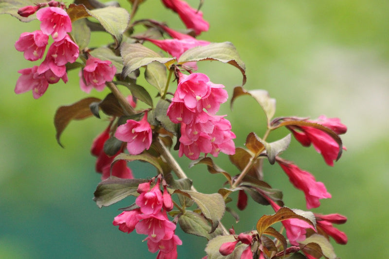 Weigelie All Summer Red mit leuchtend roten, glockenförmigen Blüten und grünen Blättern vor unscharf grünem Hintergrund.