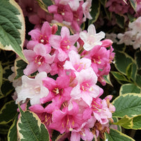 Nahaufnahme von rosa-weißen Blüten und grün-weiß gesprenkelten Blättern der Weigelie Florida Nana Variegata.