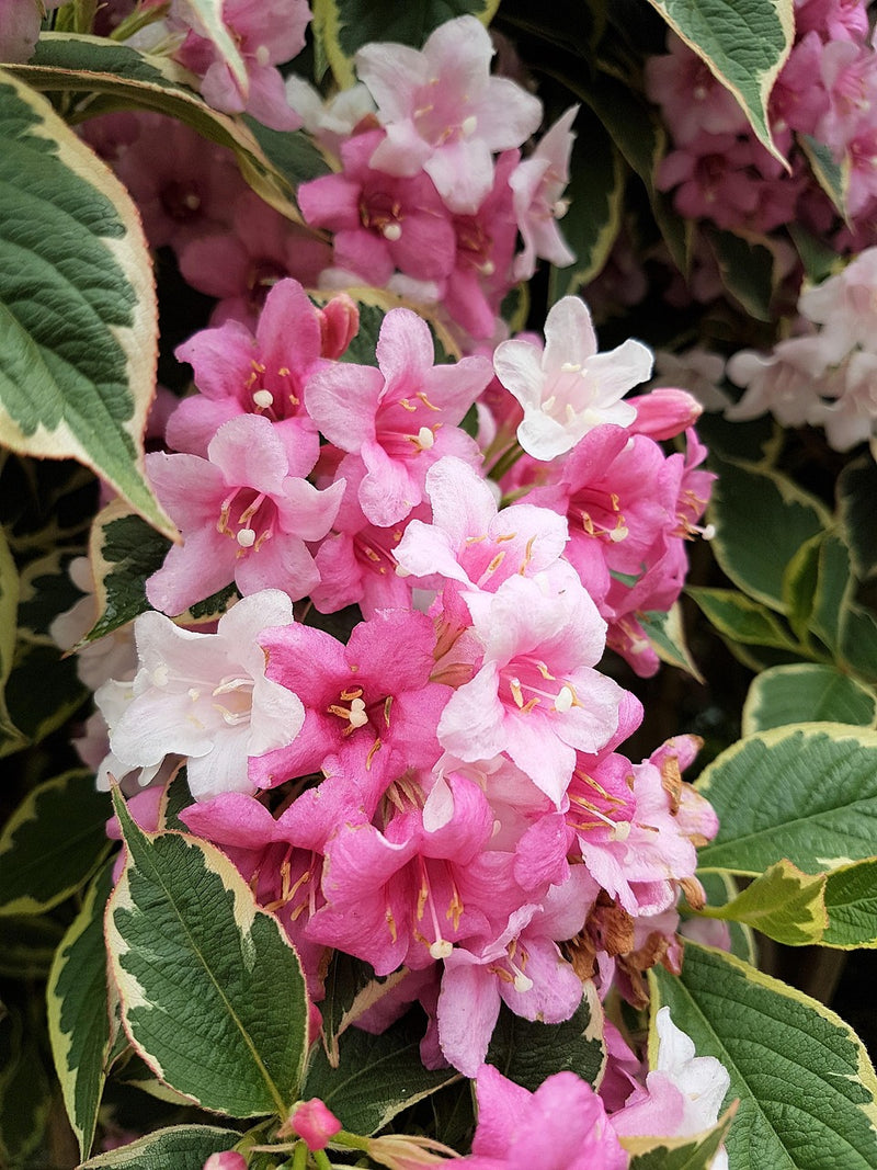 Nahaufnahme von rosa-weißen Blüten und grün-weiß gesprenkelten Blättern der Weigelie Florida Nana Variegata.
